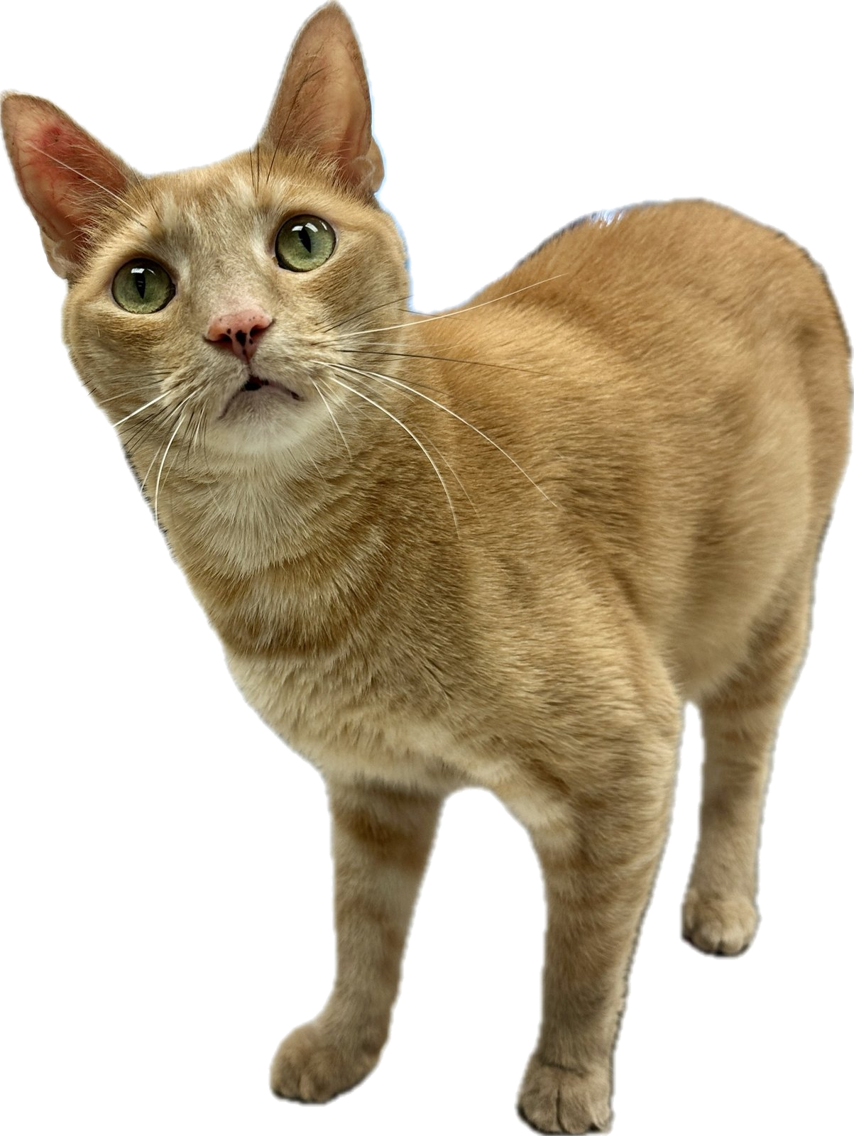 Orange cat standing playfully beside the care heading