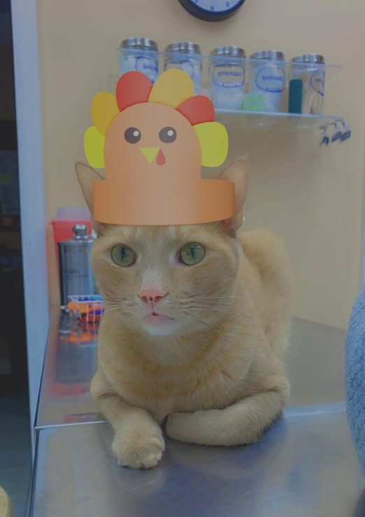 Cat at Lower Keys Animal Clinic