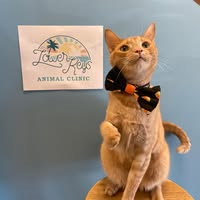Cat at Lower Keys Animal Clinic