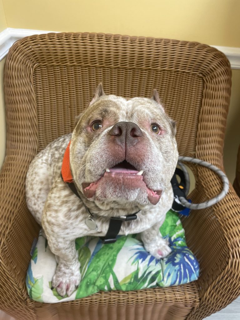 A dog relaxing at Lower Keys Animal Clinic
