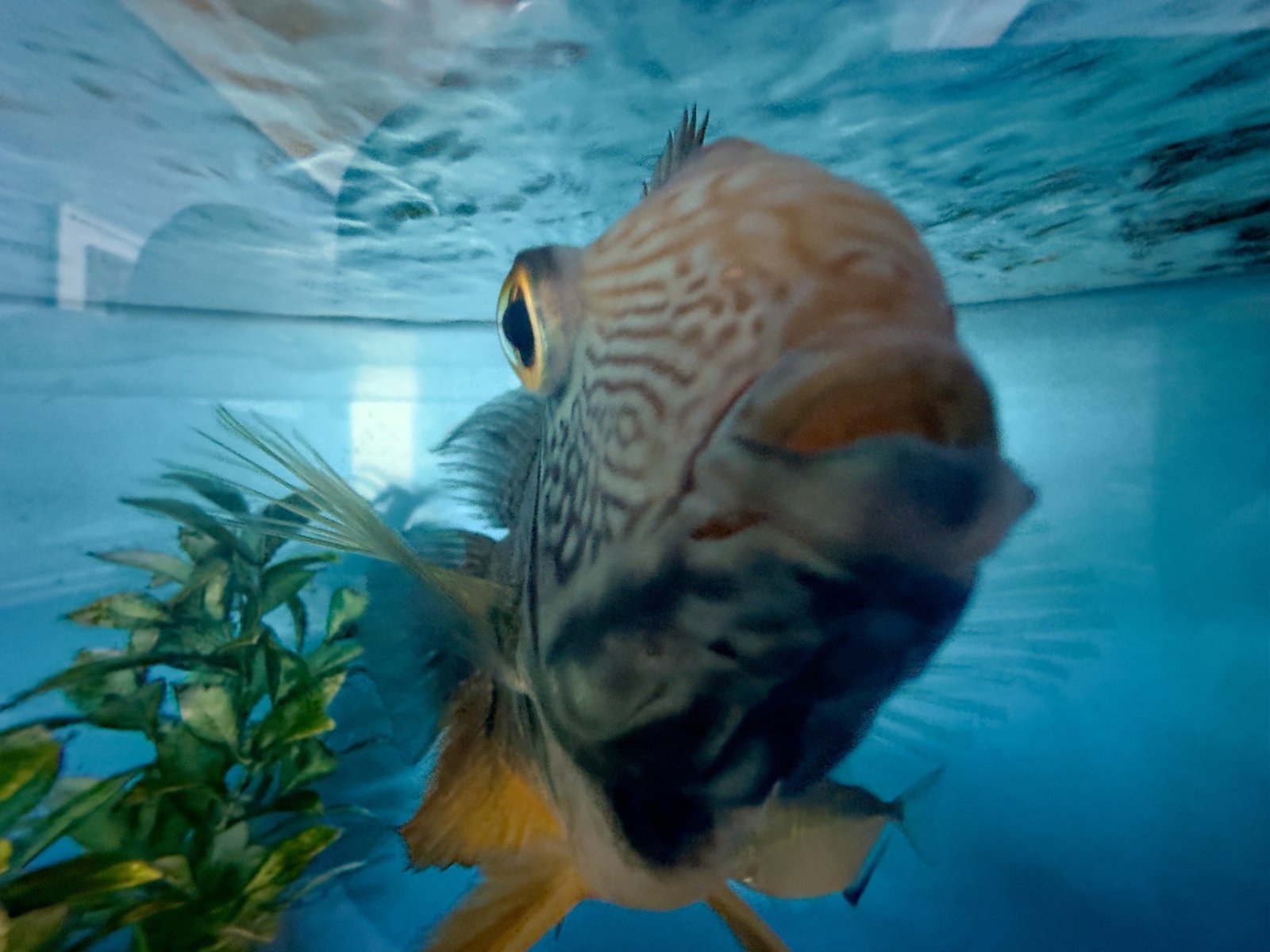 Colorful fish swimming in the clinic aquarium