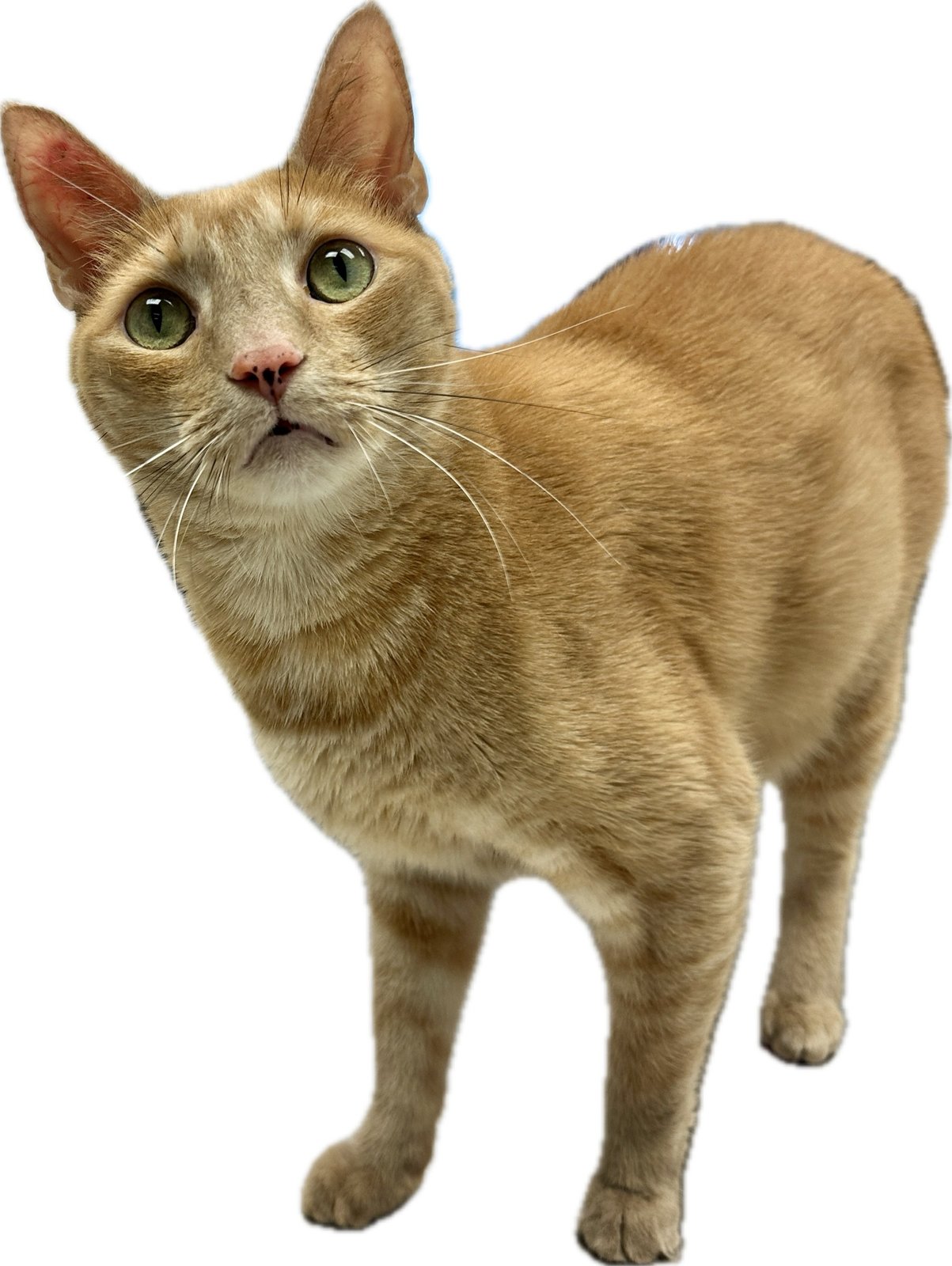 Orange clinic cat standing indoors at Lower Keys Animal Clinic