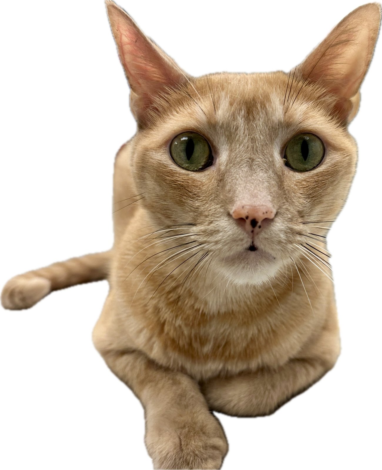 Close-up portrait of an orange cat