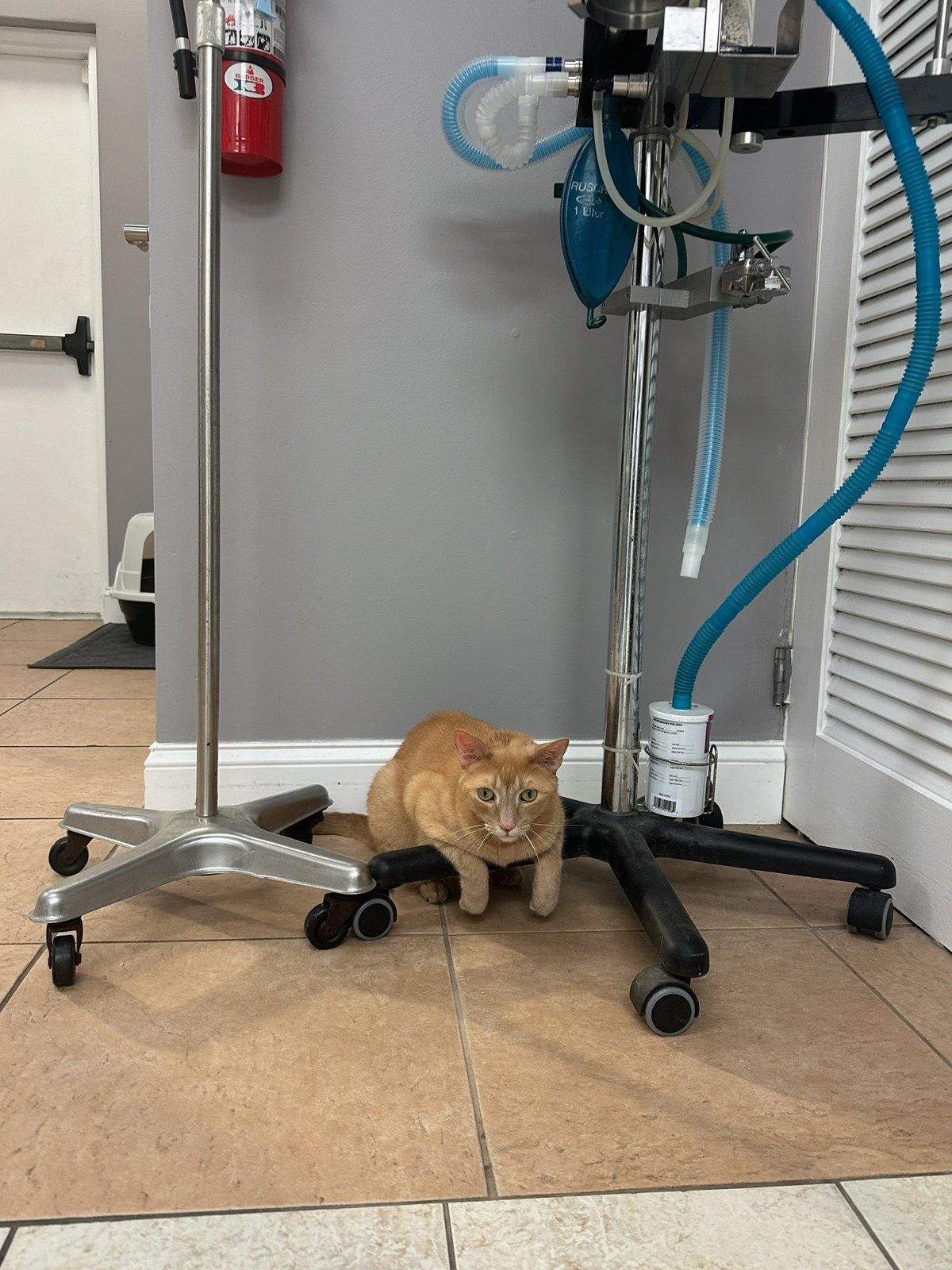 Cat relaxing beneath clinic equipment