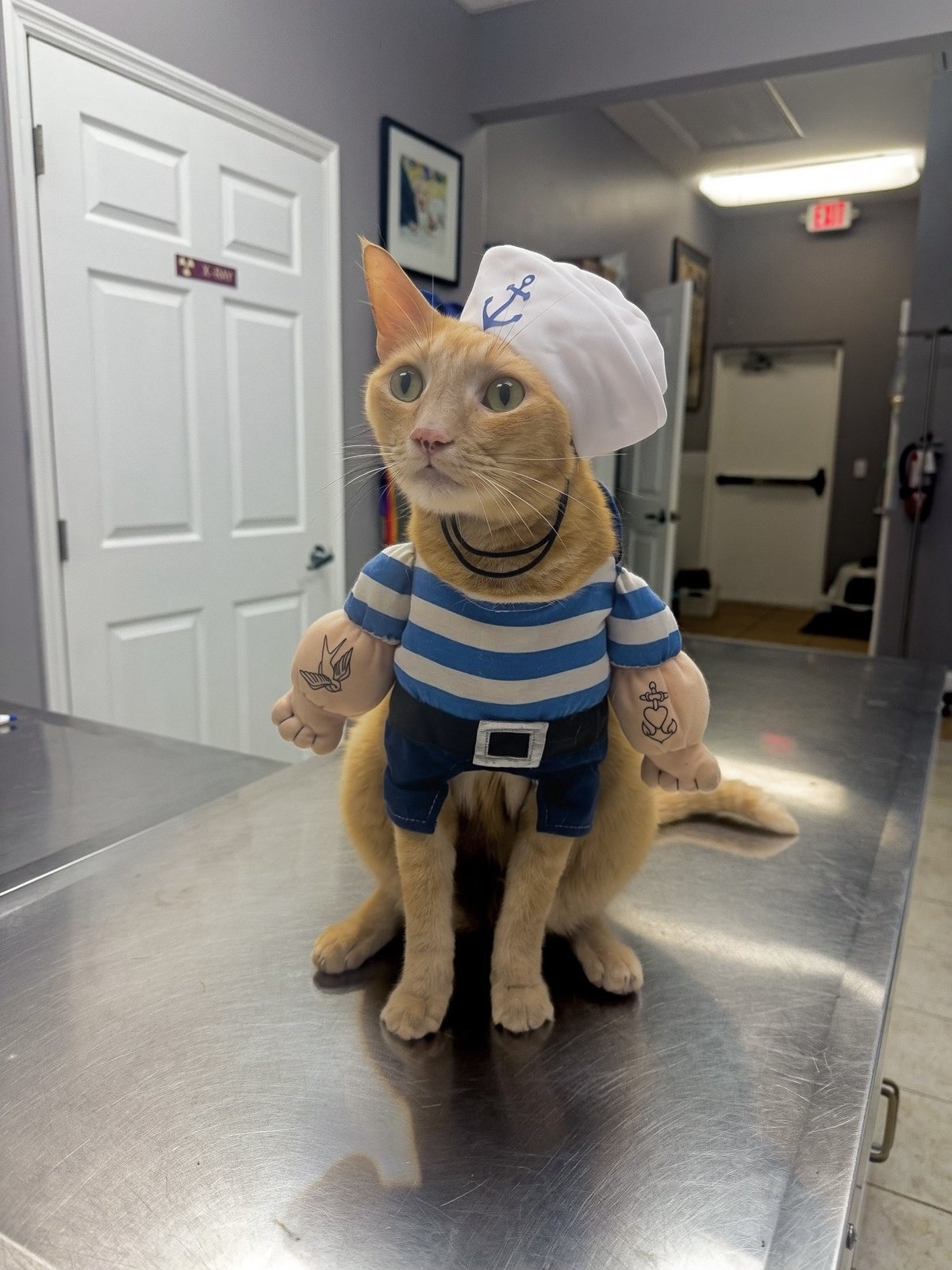 Cat dressed in a sailor outfit